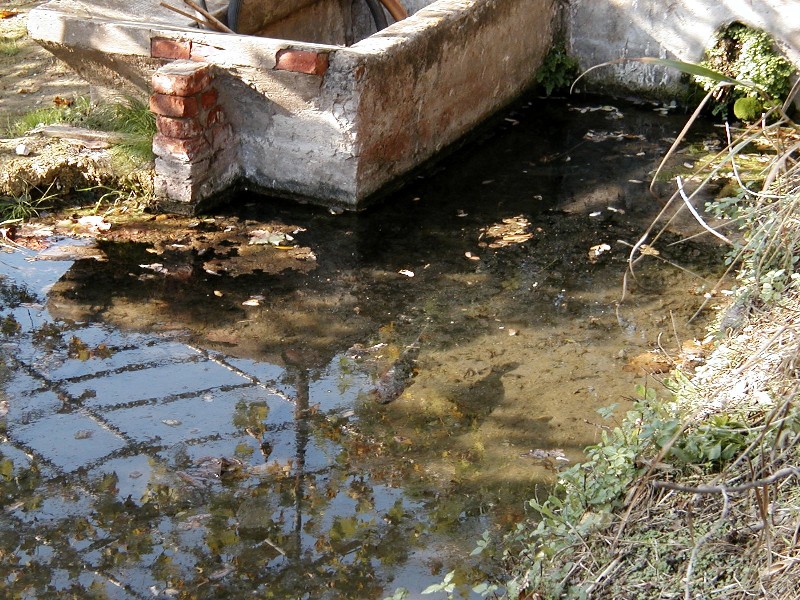 Fontanili della Toscana